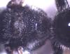 Lasioglossum bimaculatum